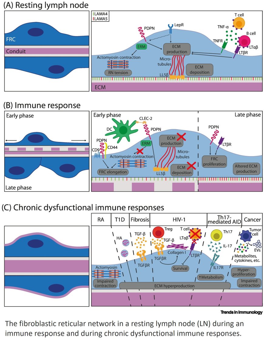 Lymph node fibroblast-produced ECM shapes immune function