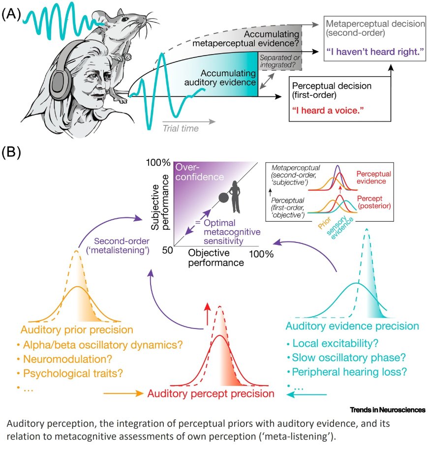 Metacognition in the listening brain