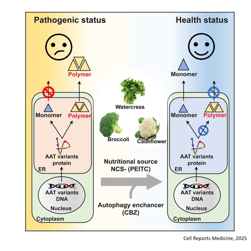 Spatial covariance reveals isothiocyanate natural products adjust redox stress to restore function in alpha-1-antitrypsin deficiency