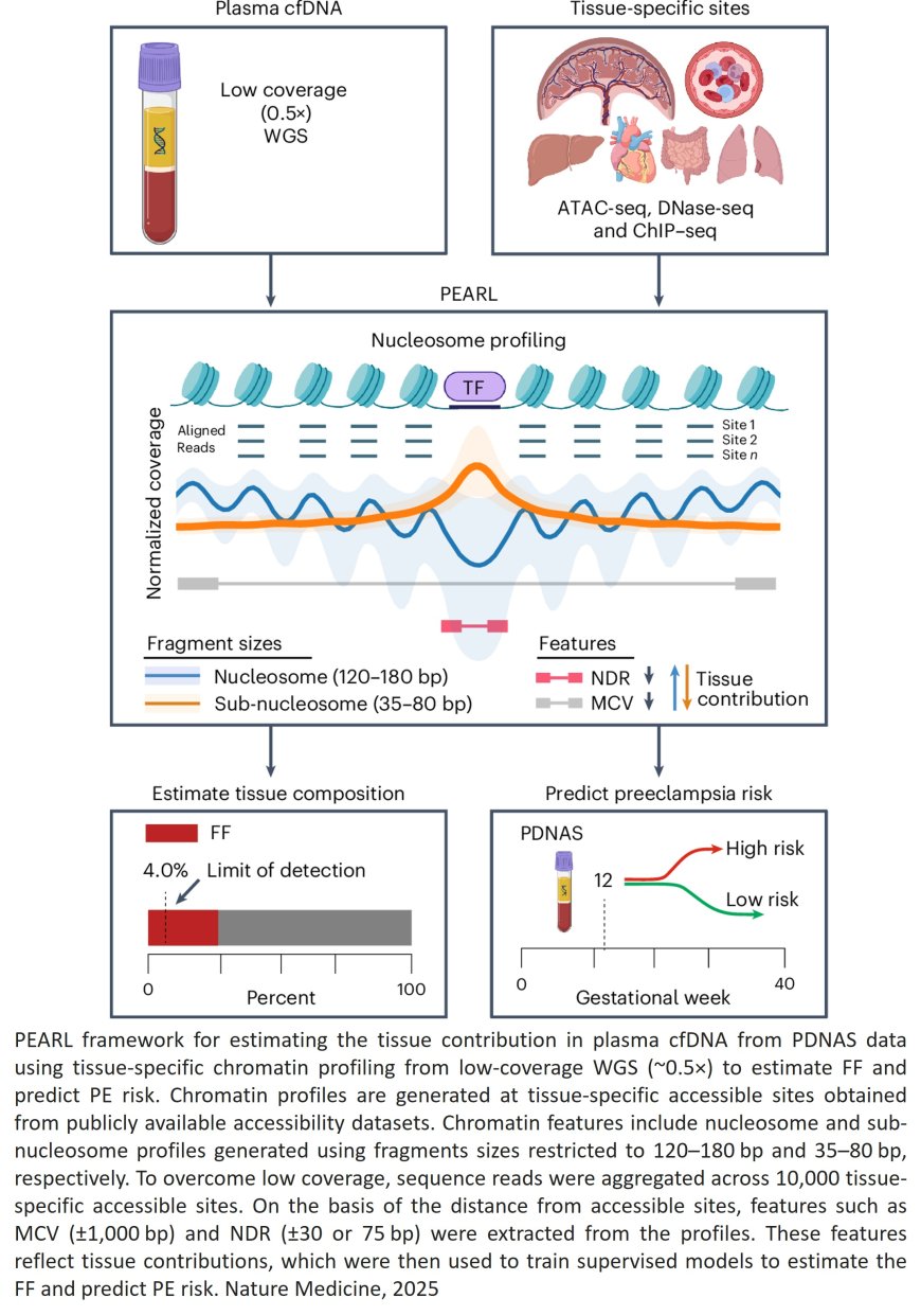 Preeclampsia risk prediction from prenatal cell-free DNA screening