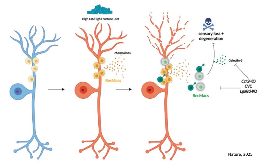 Macrophages protect against peripheral neuropathy