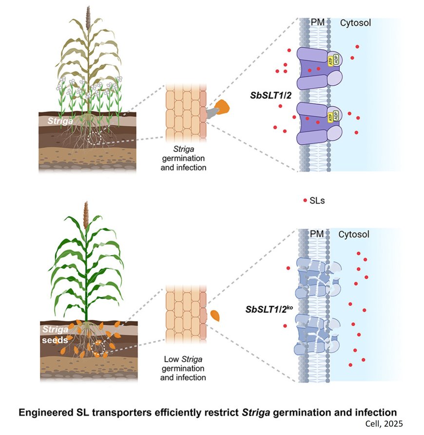 Key genes to fight against crop parasites identified!