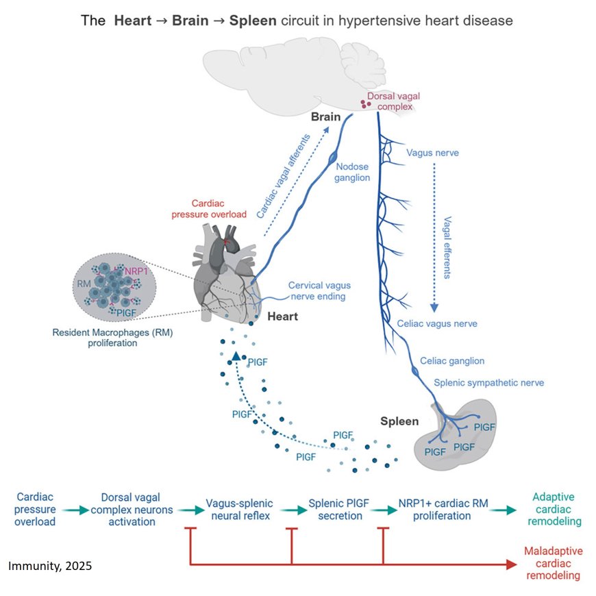 A heart-brain-spleen axis controls cardiac remodeling to hypertensive stress