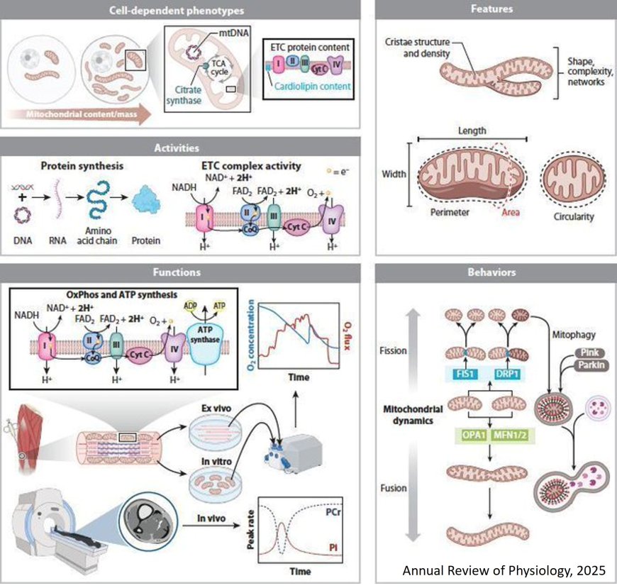 Exercise as Mitochondrial Medicine