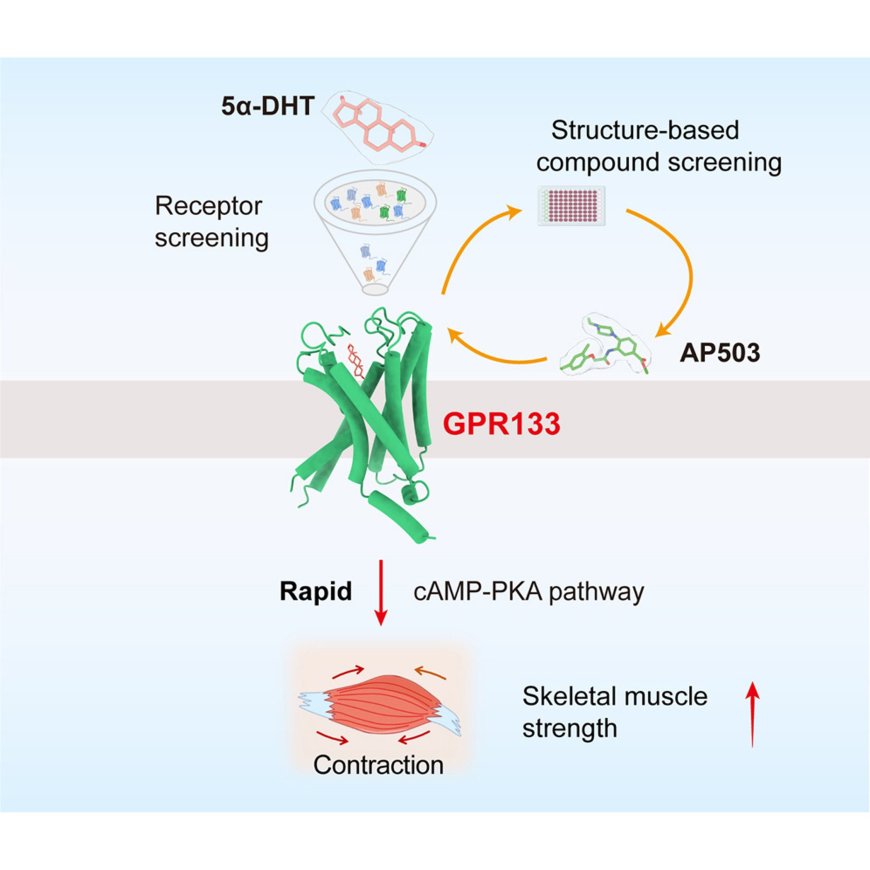 Identification, structure, and agonist design of an androgen receptor