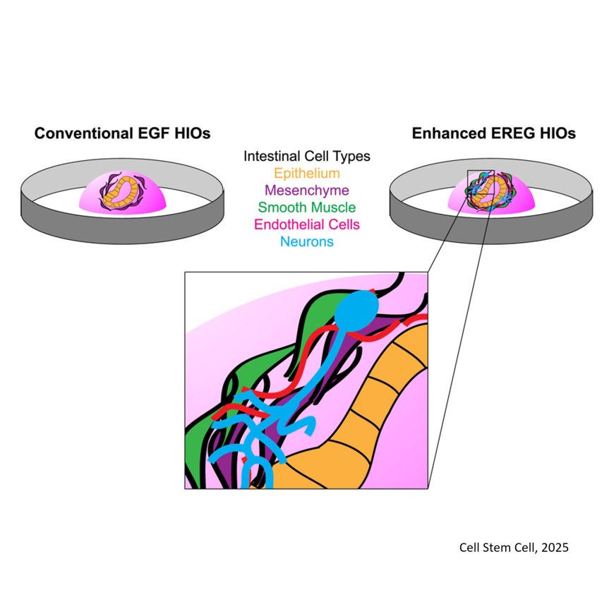 Coordinated differentiation of human intestinal organoids with functional enteric neurons and vasculature