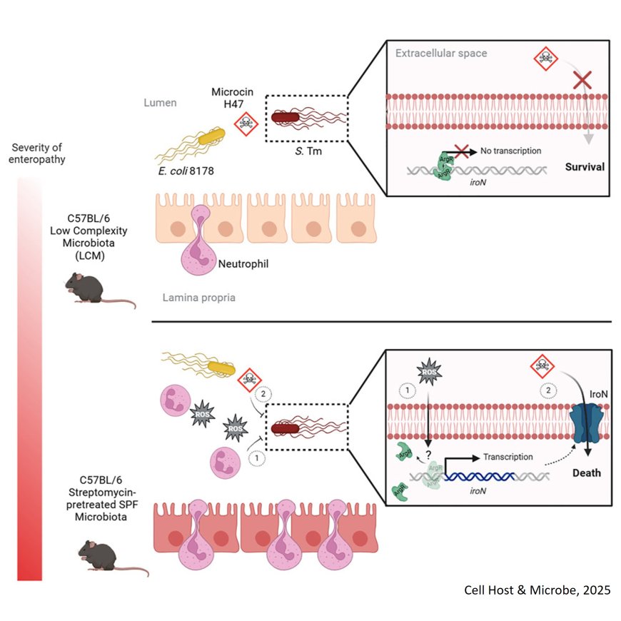 Neutrophil recruitment during intestinal inflammation primes Salmonella elimination by commensal E. coli in a context-dependent manner