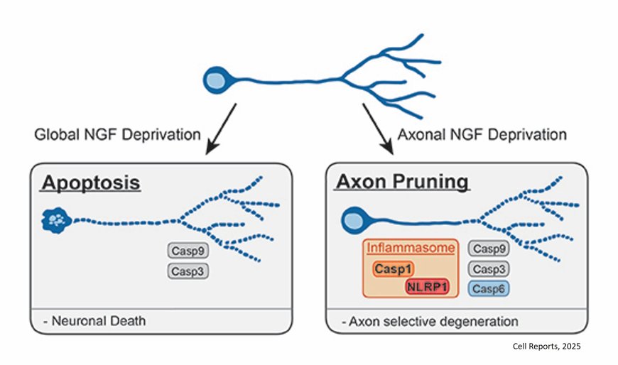 The role of  inﬂammasome in axon pruning