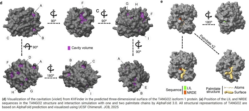 TANGO2 is an acyl-CoA binding protein