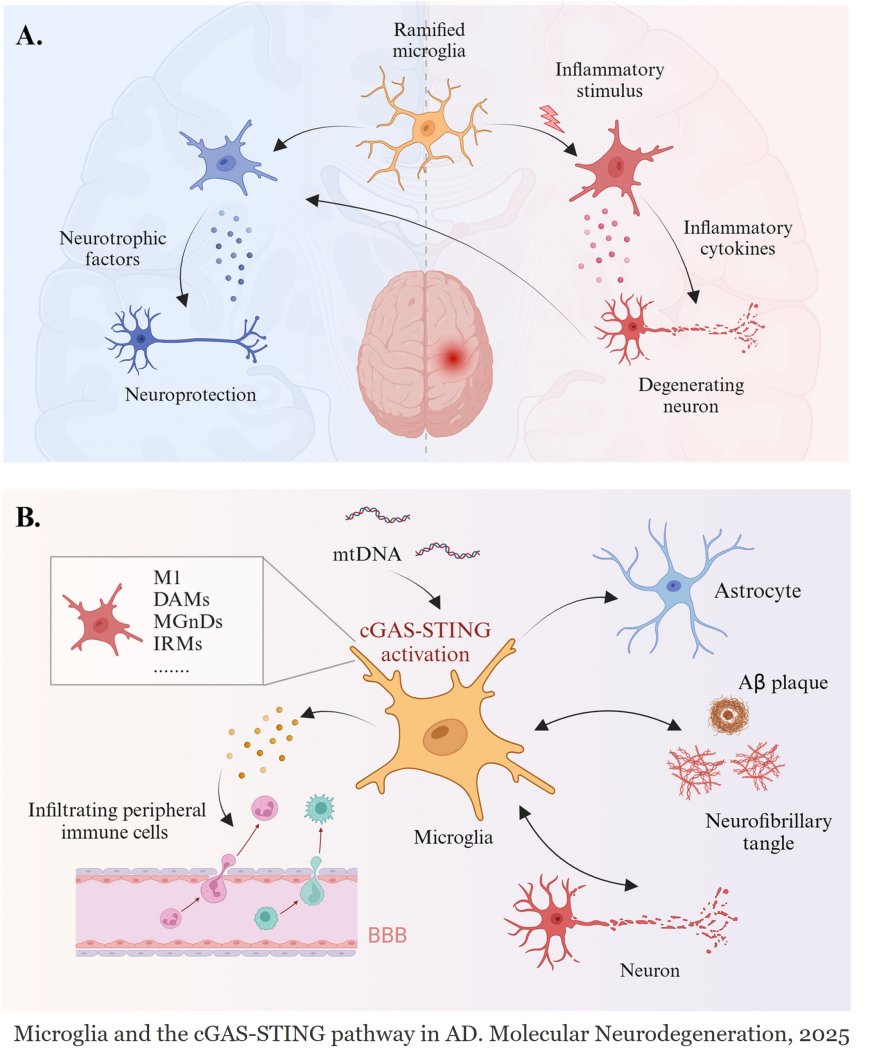 The neuroimmune nexus: unraveling the role of the mtDNA-cGAS-STING signal pathway in Alzheimer’s disease