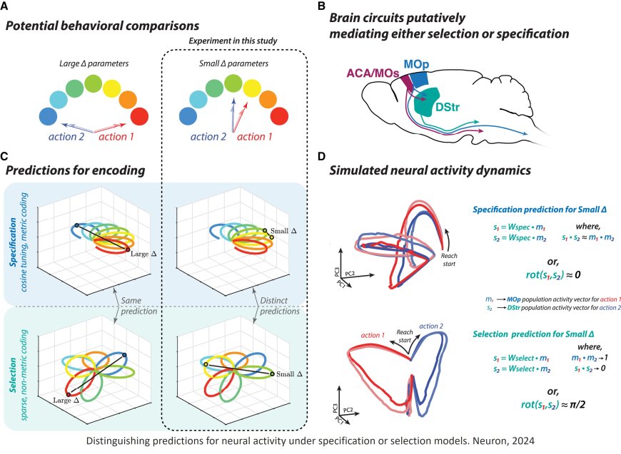 How the brain specifies movement?