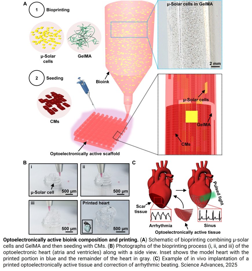 Bioprinted optoelectronically active cardiac tissues