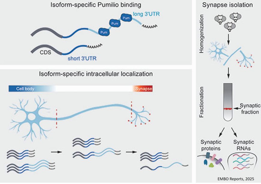 Regulating localization of synaptic proteins