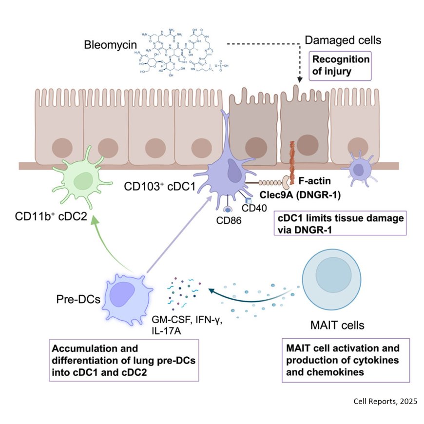 MAIT cells protect against sterile lung injury