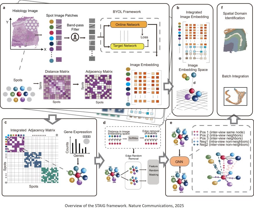 AI advances tissue analysis in spatial transcriptomics