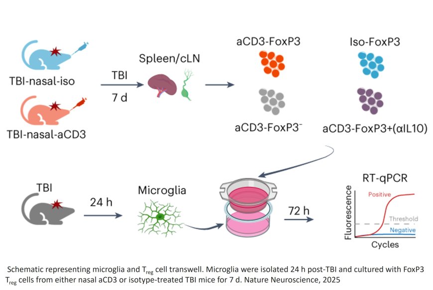 Nasal anti-CD3 monoclonal antibody ameliorates traumatic brain injury, enhances microglial phagocytosis and reduces neuroinflammation via IL-10-dependent Treg–microglia crosstalk