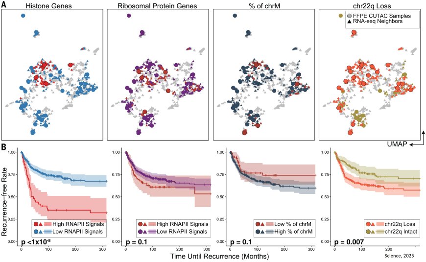 RNA polymerase II at histone genes predicts outcome in human cancer