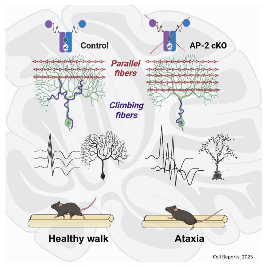 The endocytic adaptor AP-2 maintains Purkinje cell function by balancing cerebellar parallel and climbing fiber synapses