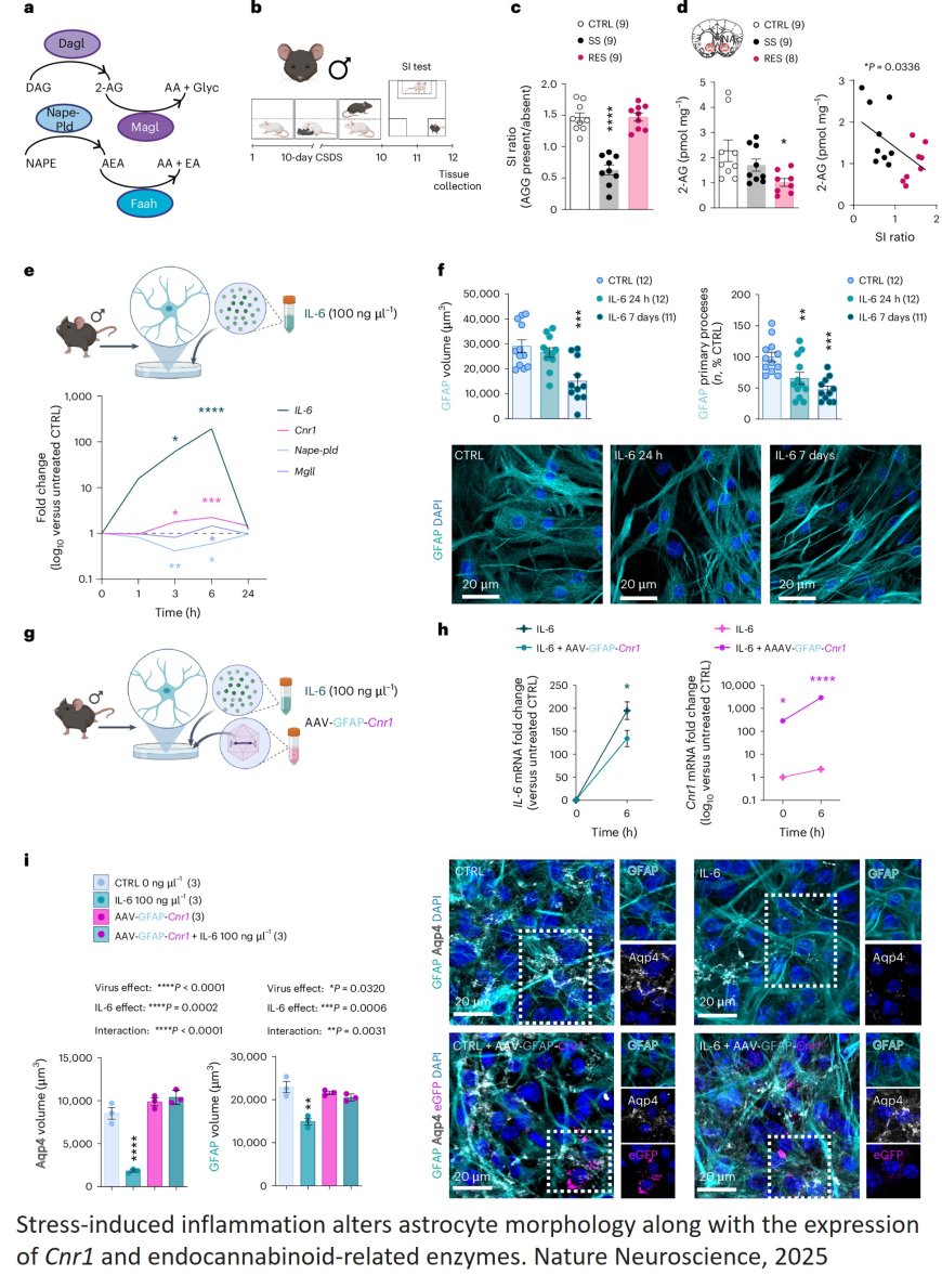 Key protein in stress resilience identified!