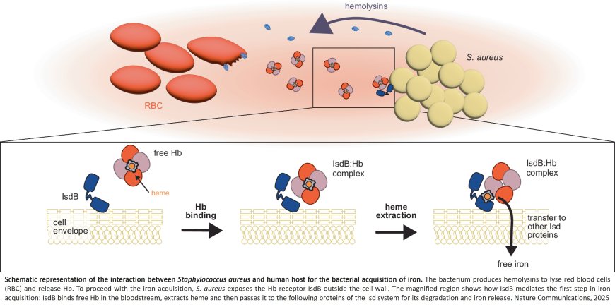 Staphylococcus aureus steals’ iron from our blood during infections