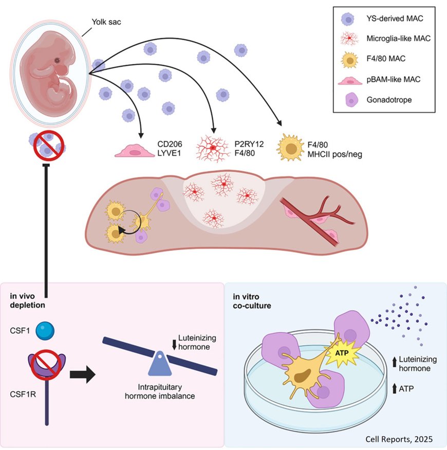 Pituitary macrophages control hormonal balance