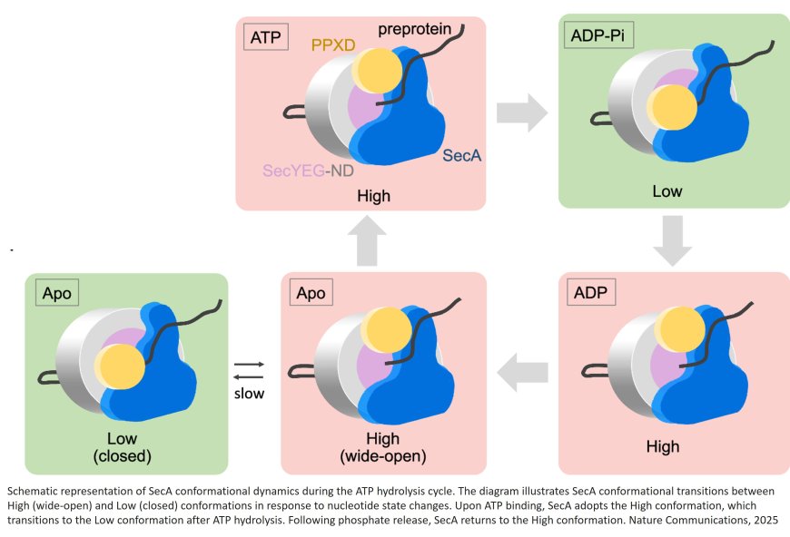 Visualization of real-time protein translocation across the bacterial membrane