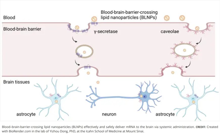 New lipid nanoparticle platform delivers mRNA to the brain through the blood-brain barrier