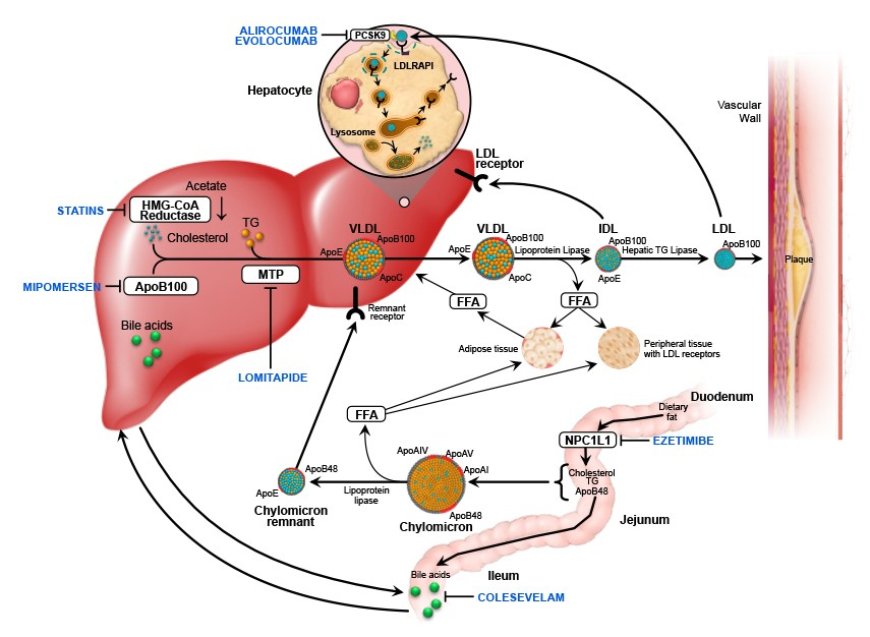 PCSK9 and Familial Hypercholesterolemia