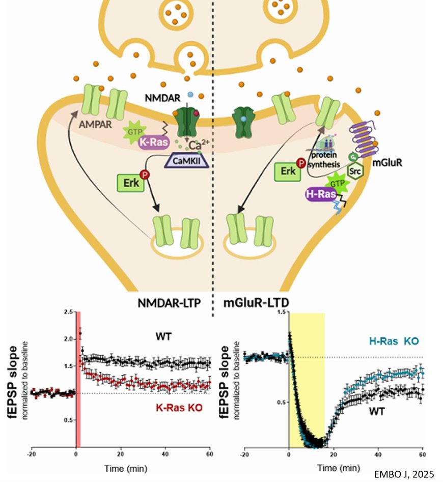 Ras isoforms regulate synaptic plasticity