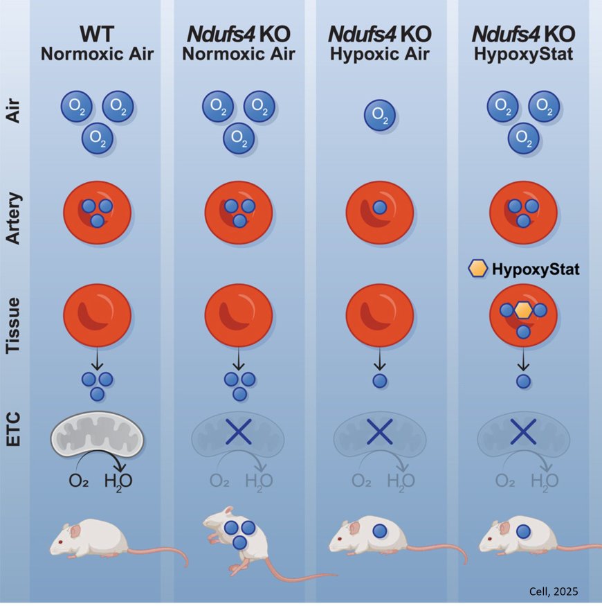 A drug that mimics the cellular effects of low-oxygen therapy