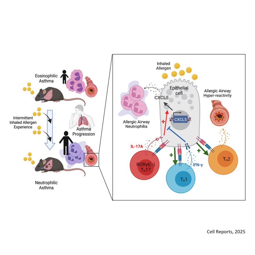 Lung CD4+ resident memory T cells use airway secretory cells to stimulate and regulate onset of allergic airway neutrophilic disease