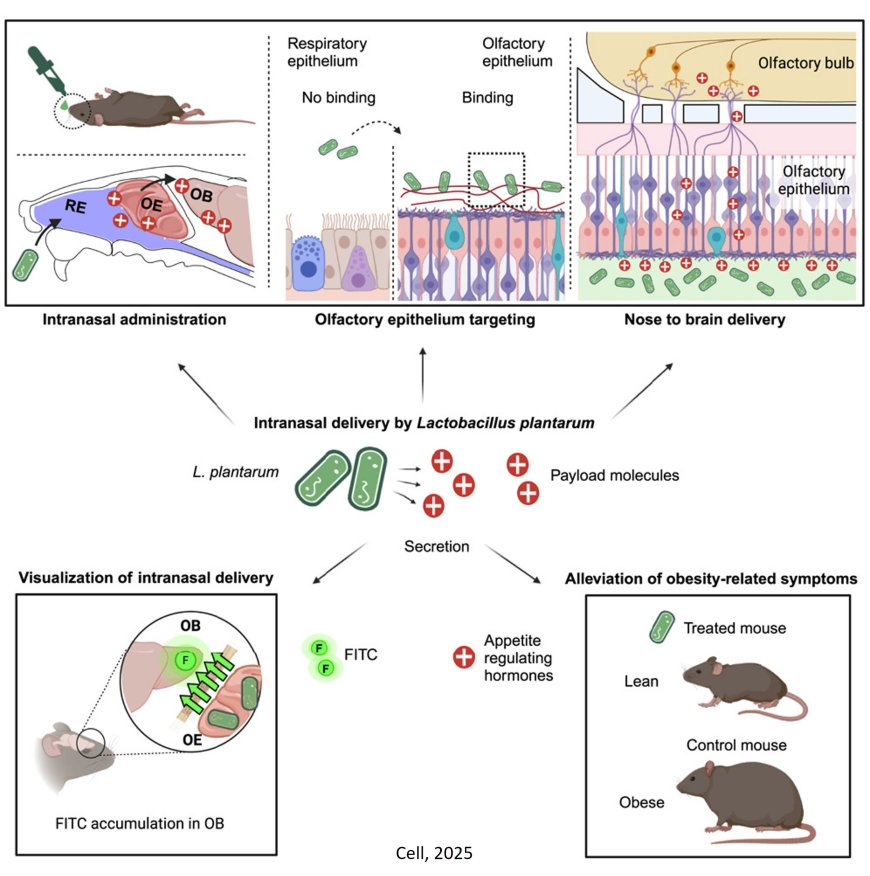 Engineered commensals for targeted nose-to-brain drug delivery