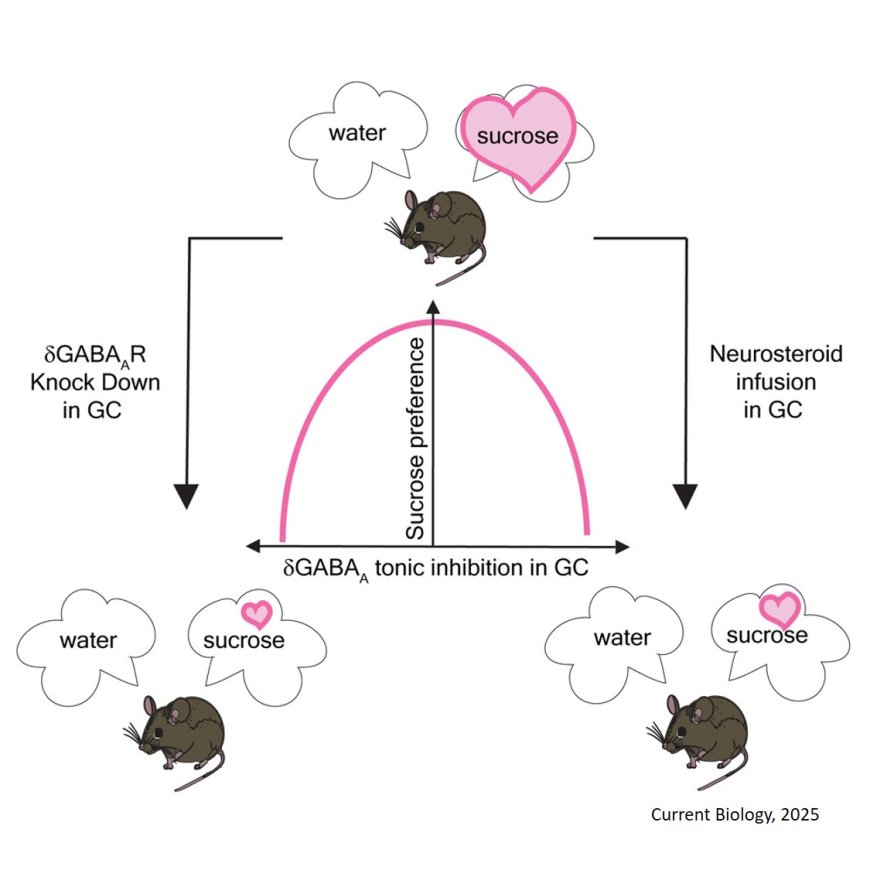 Modulation of sweet preference by neurosteroid- sensitive, d-GABAA receptors in adult mouse  gustatory insular cortex