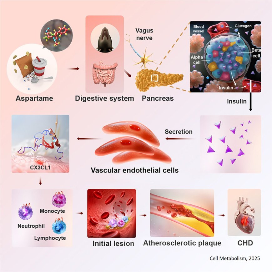 Sweetener aspartame aggravates atherosclerosis through insulin-triggered inflammation