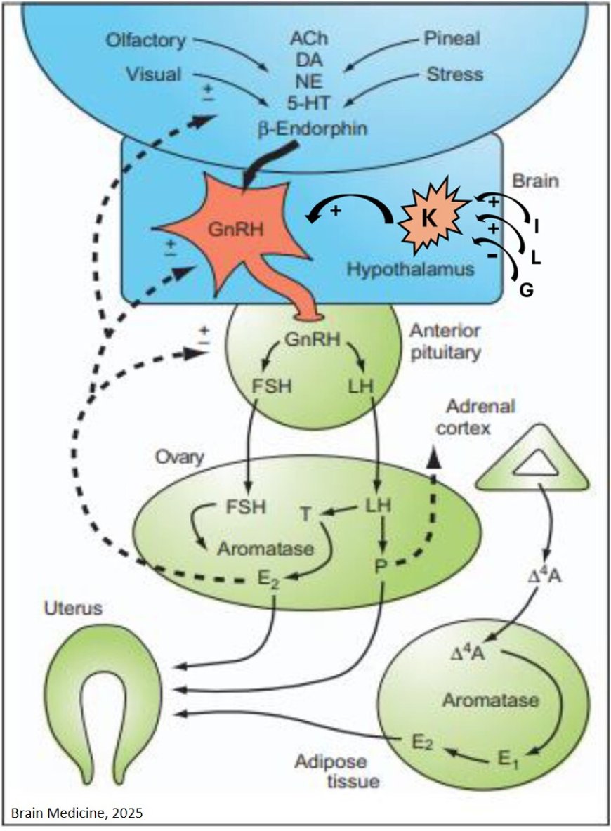 Sex hormones and diseases of the nervous system