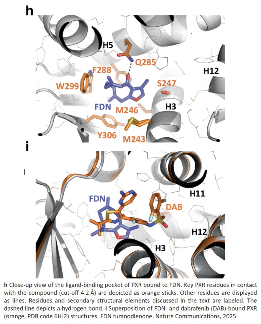 An abundant ginger compound furanodienone alleviates gut inflammation via the xenobiotic nuclear receptor PXR in mice