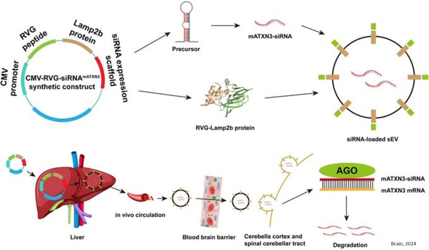 Treatment of neurological pathology and inflammation in Machado–Joseph disease through in vivo self-assembled siRNA