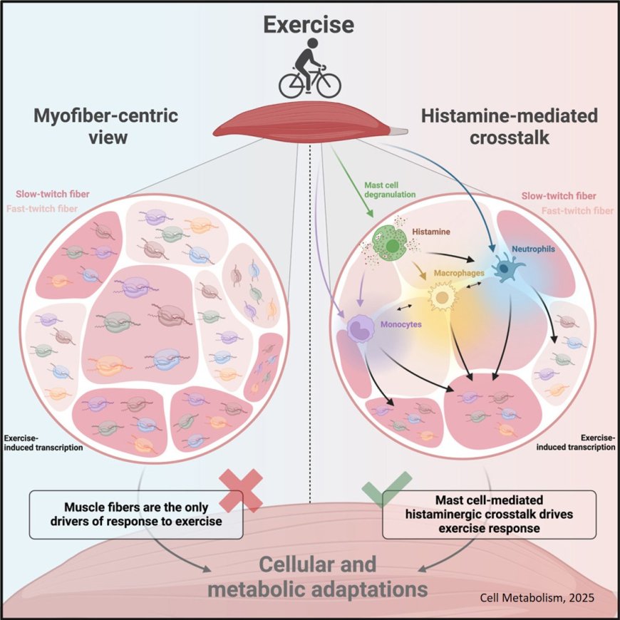 Cellular deconstruction of the human skeletal  muscle microenvironment identifies an exercise- induced histaminergic crosstalk