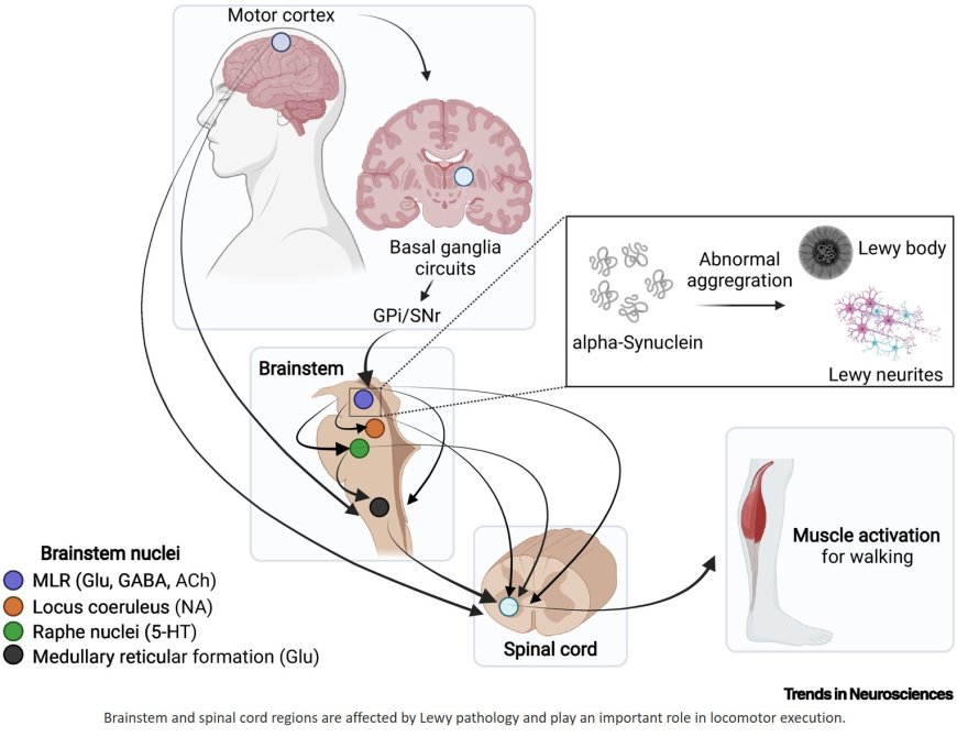 Re-examining the pathobiological basis of gait dysfunction in Parkinson’s disease