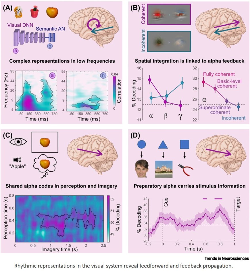 Decoding the rhythmic representation and communication of visual contents