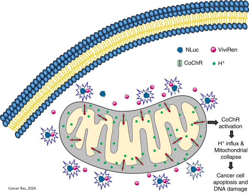 mLumiOpto Is a Mitochondrial-Targeted Gene Therapy for Treating Cancer