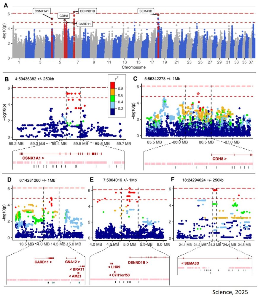 Obesity gene in dogs is also relevant to humans