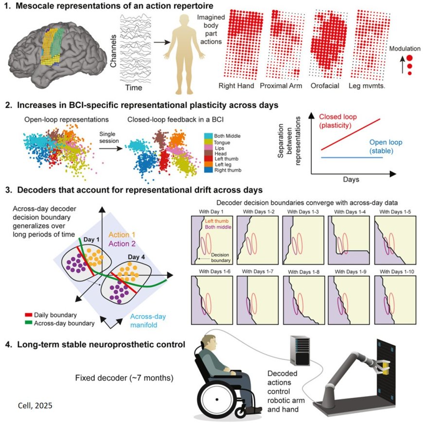 Sampling representational plasticity of simple imagined movements across days enables long-term neuroprosthetic control