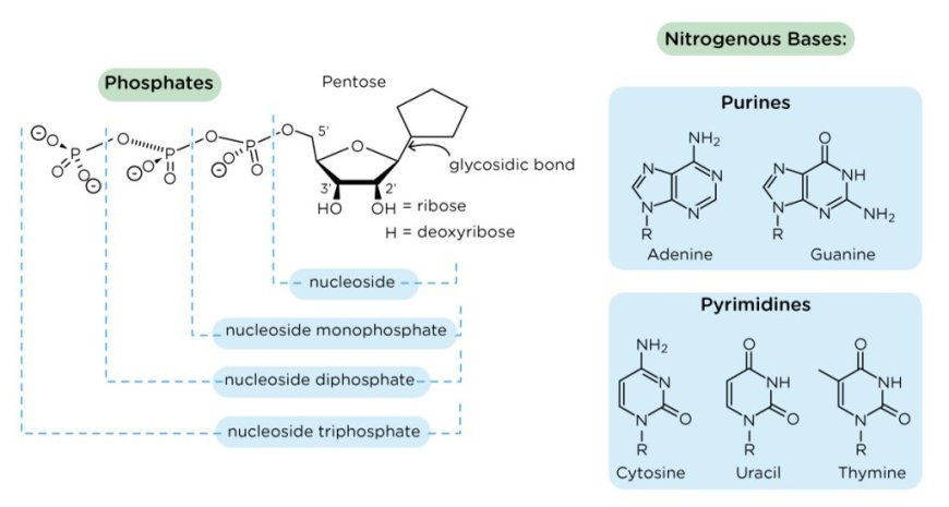 Nucleosides, Nucleotides, and Nucleic Acids