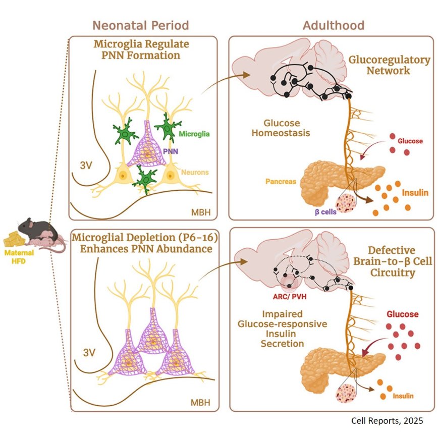 Microglia mediate the early-life programming of adult glucose control