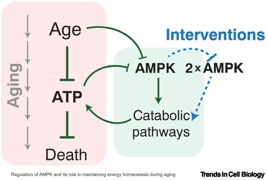 Design principles of gene circuits for longevity