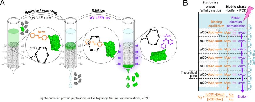 Protein purification with light via a genetically encoded azobenzene side chain