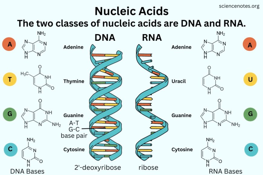 Nucleic acids