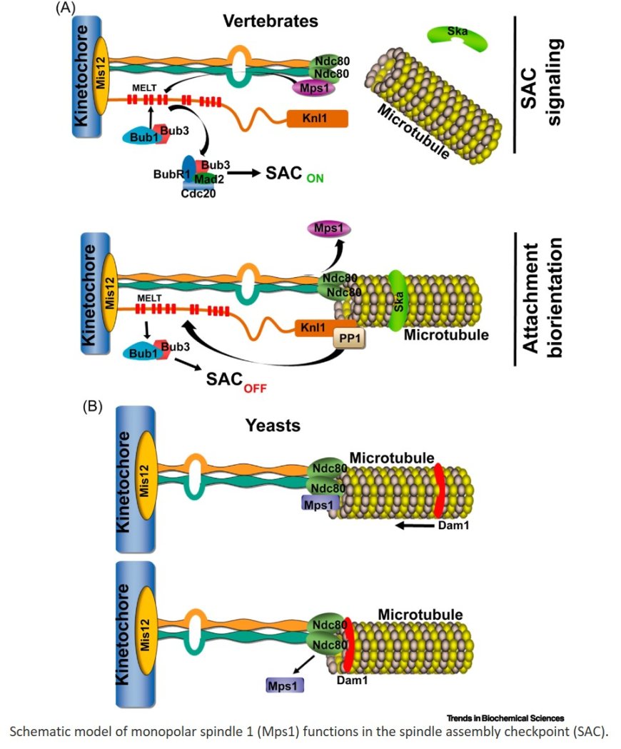 Mps1 kinase functions in mitotic spindle assembly and error correction