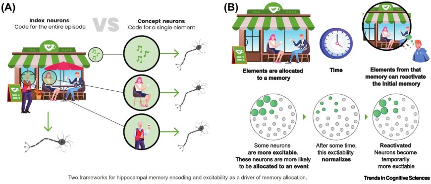 How memories are encoded in human hippocampal neurons?